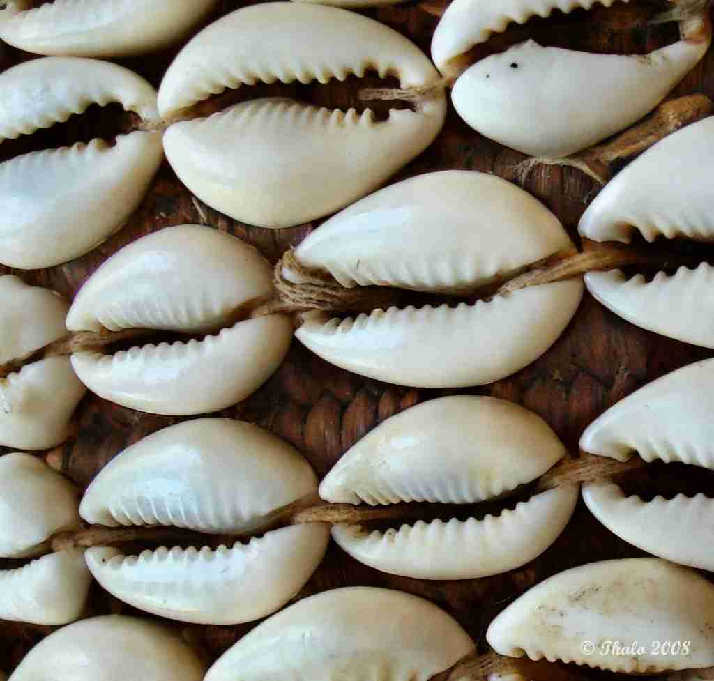 Cowrie Shells