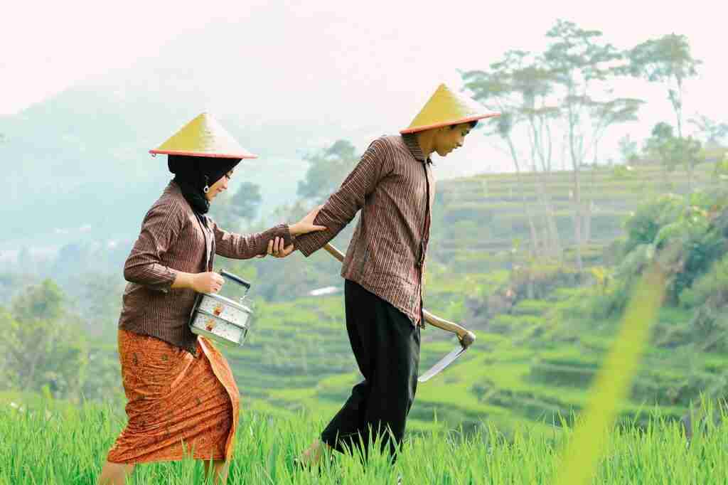 farmer indonesia ricefield padi 5866912